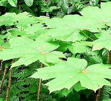 Devil's Club root bark