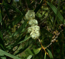 Eucalyptus leaf