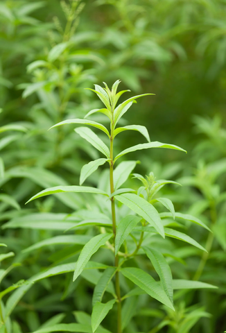 Lemon Verbena 2 oz. Bulk Herb