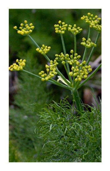 Fennel seed 2 oz. Bulk Herb