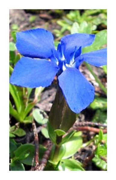 Gentian root 2 oz. Bulk Herb