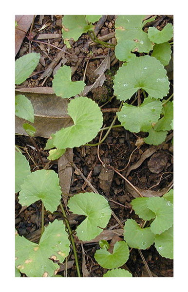 Gotu Kola herb 2 oz. Bulk Herb