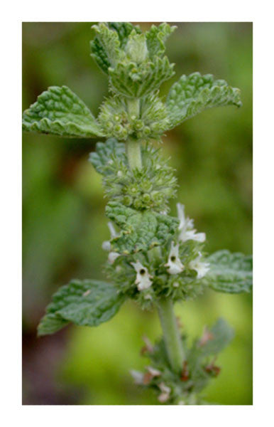 Horehound herb 2 oz. Bulk Herb
