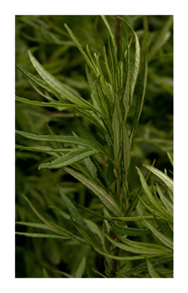 Mugwort herb 2 oz. Bulk Herb