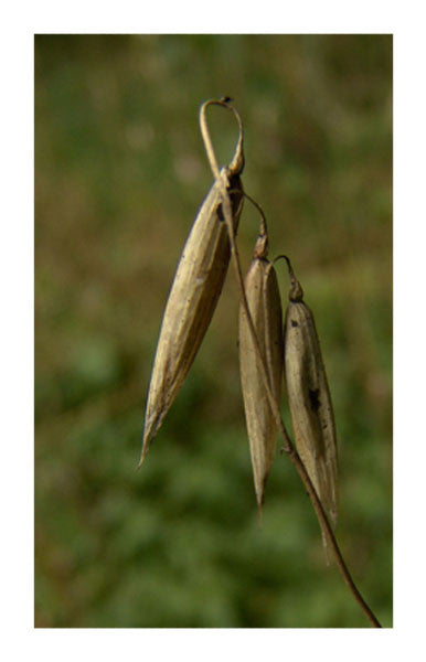 Oat milky seed 2 oz. Bulk Herb