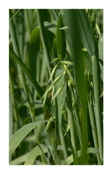 Oat Straw 2 oz Bulk Herb