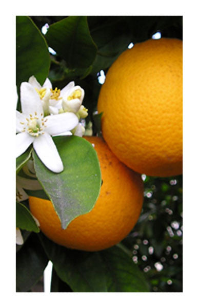Orange peel 2 oz. Bulk Herb