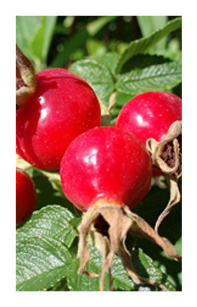 Rosehips 2 oz. Bulk Herb